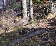 Wild Turkey