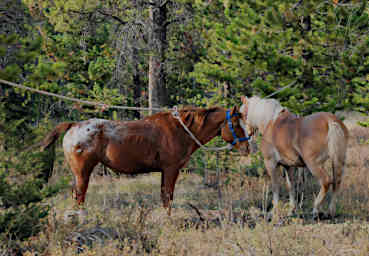 Horses on Picket Line