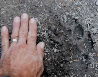 Wolf Track