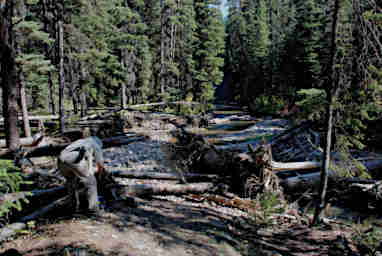 Uprooted Trees in Moose Creek