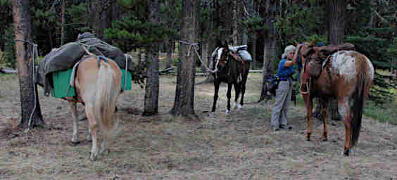 Horses in Camp on North Fork of the Sun River