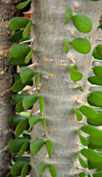 Ambalavao Leaves Spines