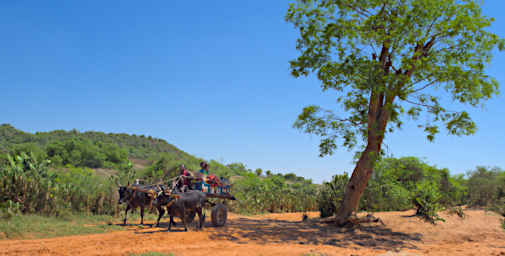 Ambola Zebu Cart