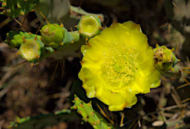 Ambola Plant Flower Prickly Pear