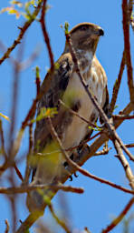 Ambola Bird MGBuzzard