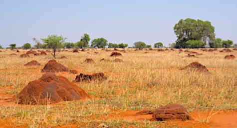 Ambola Termite Mounds