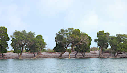 Anakao Mangroves