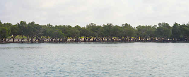 Anakao Mangroves