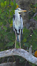 Anakao Bird Grey Heron