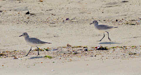 Anakao Bird Xxx Little Stint Sanderling