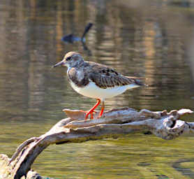 Anakao Bird Ruddy Turnstone