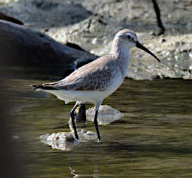 Anakao Bird Curlew Sandpiper