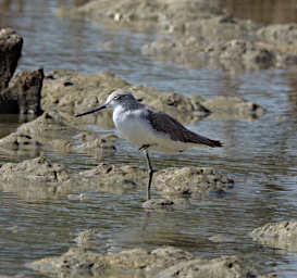 Anakao Bird Xxx Common Greenshank