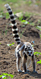 Anja Lemur Ring Tailed WBaby