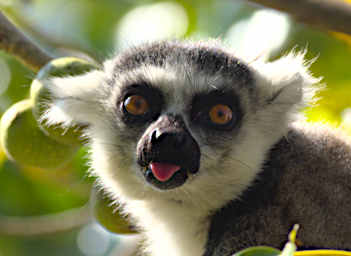 Anja Lemur Ring Tailed