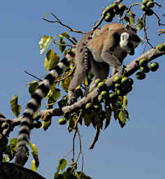 Anja Lemur Ring Tailed