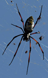 Anja Spider Golden Orb Web