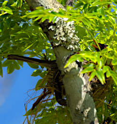 Anja Bird Bulbul Nest