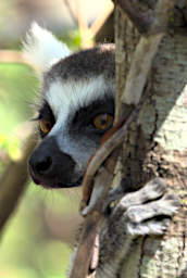 Anja Lemur Ring Tailed