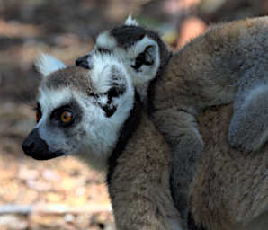 Anja Lemur Ring Tailed