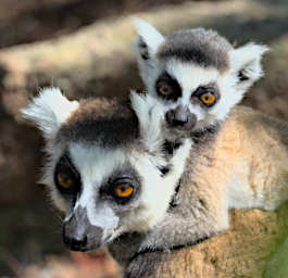 Anja Lemur Ring Tailed