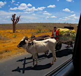 Beza-Mahafaly Zebu Cart