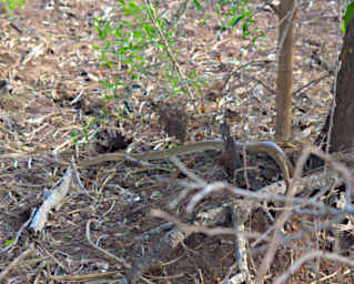 Beza-Mahafaly Snake Down Hole