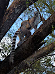 Beza-Mahafaly Lemur Ring Tailed