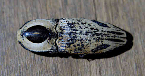 Beza-Mahafaly Click Beetle