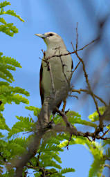 Beza-Mahafaly Bird White Headed Vanga