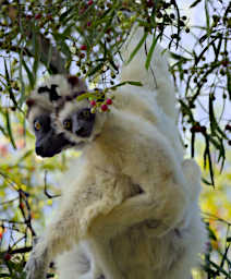 Beza-Mahafaly Lemur Verreauxs Sifaka