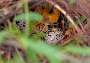 Beza-Mahafaly Bird Quail Nest WEgg