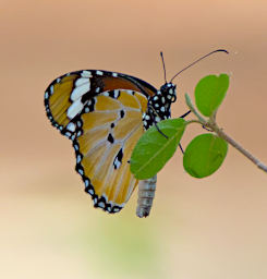 Beza-Mahafaly Butterfly Plain Tiger