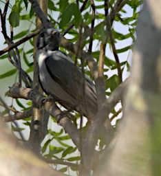 Beza-Mahafaly Bird MGCuckoo Shrike