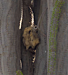 Beza-Mahafaly Lemur Dead In Compass Tree