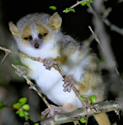 Beza-Mahafaly Lemur Grey Brown Mouse