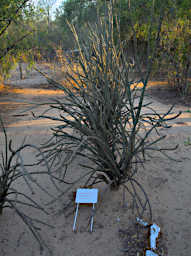 Beza-Mahafaly Plant Alluaudia Dumosa