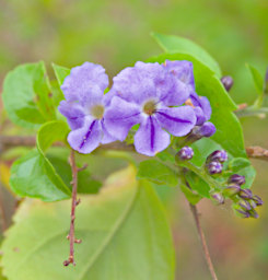 Isalo Flower Xxx Purple