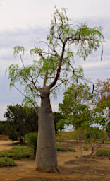 Isalo Tree Pachypodium Xxx