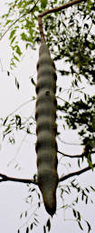 Isalo Tree Seedpod Pachypodium Xxx