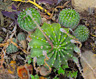 Isalo Plant Cactus Xxx