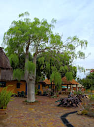 Isalo Tree Moringa Drouhardii