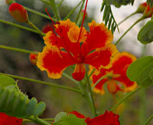 Isalo Flower Petit Flamboyant Caesalpinia Pulcherrima