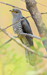 Isalo Bird MGCuckoo