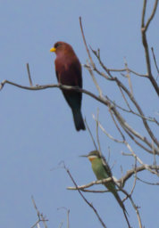 Isalo Bird Broad Billed Roller