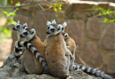 Isalo Lemur Ring Tailed