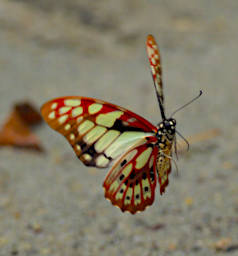 Isalo Butterfly Graphium Cyrnus