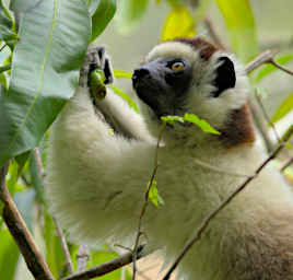 Isalo Lemur Verreauxs Sifaka