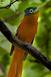 Isalo Bird MGParadise Flycatcher F