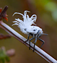 Isalo Bug Flatid Leaf Insect